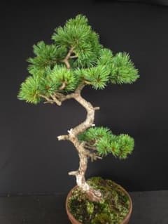 五葉松　盆栽のサムネイル