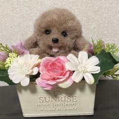 動物ぽんぽん　くぅ様専用のサムネイル