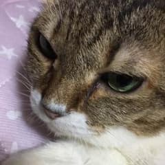 Eさん専用 ねこ鍋のサムネイル