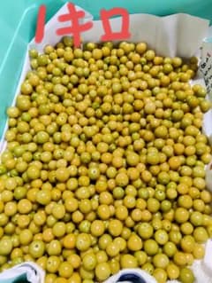 食用ほおずき ゴールデンベリー 産地直送無農薬のサムネイル
