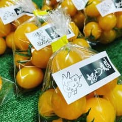 いつもの2倍入れます!!黄色いミニトマト、2キロ＋おまけセットのサムネイル