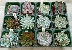 【値下げ】多肉植物抜き苗12種セット【メルカリ便】のサムネイル