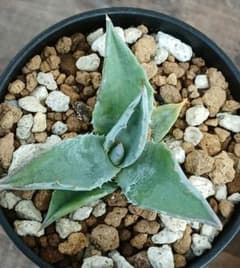 アガベ モンタナ 1 実生 【選抜株 地植え 耐寒性】 - メルカリ