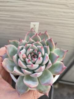 下山コロラータ 超美苗 大苗 多肉 エケベリア 多肉植物 抜き苗 札付き