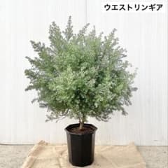 の*様 ウエストリンギア ポリゴンポット植え替え品/ 680 - メルカリ