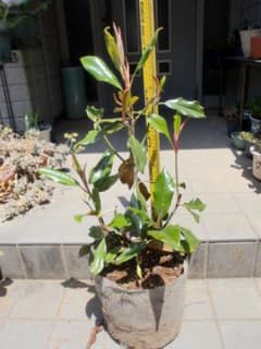 タイサンボクケイ ケイパレス 常緑樹 約50cm - メルカリ