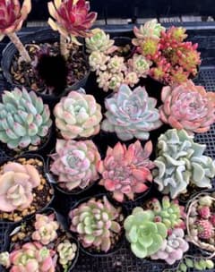 4.多肉植物　詰め合わせ　お得なまとめセット　多肉セット　寄せ植え　初心者向けのサムネイル