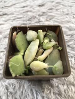 多肉植物 葉挿し 30枚のサムネイル