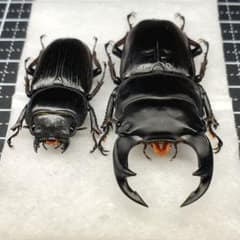 標本】良型 北海道産オオクワガタ 昆虫標本 - メルカリ