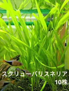 スクリューバリスネリア　10株のサムネイル