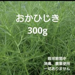 おかひじき 300g 栽培期間中農薬不使用のサムネイル