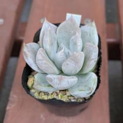 白くま　優木園　多肉植物のサムネイル