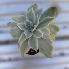 多肉植物 シルバークイーンのサムネイル