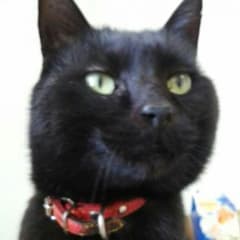 せんよう。のサムネイル