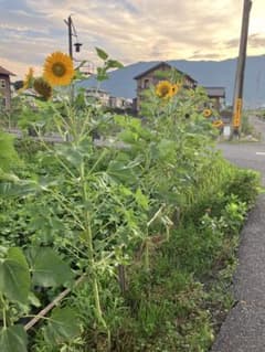 ひまわりさん専用⭐︎化粧下地のサムネイル