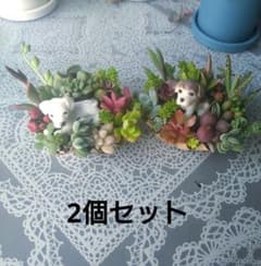 ☆2個セット☆多肉植物☆寄せ植え☆そのまま飾れる☆わんこ☆ - メルカリ