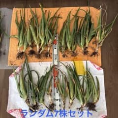 アロエ 抜き苗 中株 ランダム7株セット - メルカリ