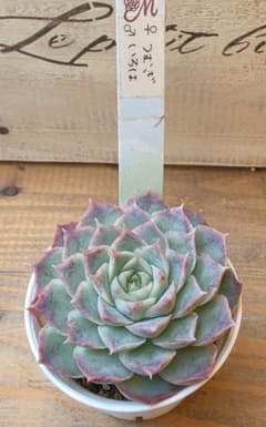 多肉植物　つむぎxいろは　みやさん苗のサムネイル