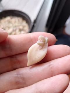 朧月の葉挿しセット６こ！ おまけ付きのサムネイル