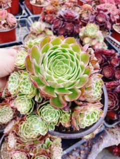 海仙錦 群生 多肉植物 アエオニウム 抜き苗 - メルカリ