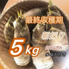 最終収穫　たけのこ5kg 送料無料　米ぬか付きのサムネイル