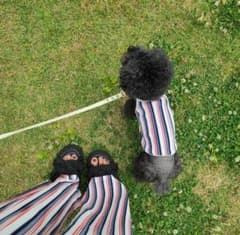 【伸縮性抜群！】犬 服 韓国 キャミソール Sサイズ 超小型犬 パピー犬服のサムネイル