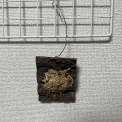 着生植物用 ヘゴ板 ハンギングボードのサムネイル