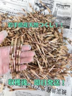岩手県産つくし！200ｇ！新芽多数です！のサムネイル