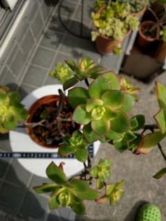 多肉植物　夕映え　抜き苗のサムネイル