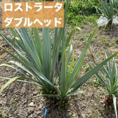 ユッカ ロストラータ ダブルヘッド 苗61 - メルカリ