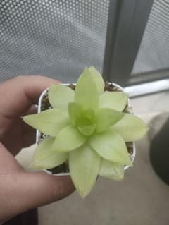 ハオルチア 多肉植物 シンビフォルミスバリエガータのサムネイル