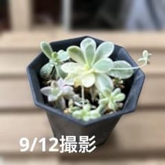 子持ち蓮華錦　ポットごとのサムネイル