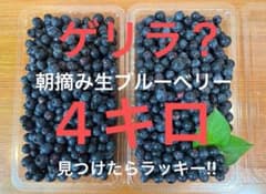 え*)様 ゲリラ‼︎緊急開催‼︎4キロ 農薬不使用栽培 朝摘み生ブルーベリー ク N*s様 ゲリラ⁈農薬不使用栽培朝摘み生ブルーベリー4キロ！ - メルカリ