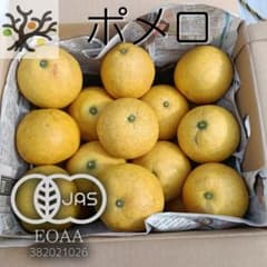 サワーポメロ 10kg(箱込み) 愛媛県産 有機JAS認証 家庭用 柑橘のサムネイル