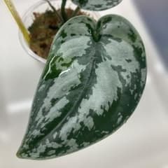 ④Scindapsus pictus SilverMetallicスキンダプサスのサムネイル