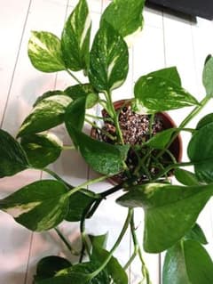 ポトス　テルノ(リンダ、バンピー)寄せ植えのサムネイル