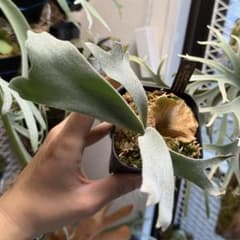 ビカクシダ willinckii 3種mix spore 観葉植物 - メルカリ