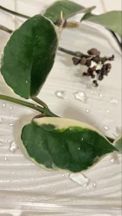 ホヤ　Hoya carnosa 'Krimson Queen' ミニ4株のサムネイル