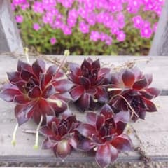 多肉植物 センペルビウム ジャンヌダルク - メルカリ
