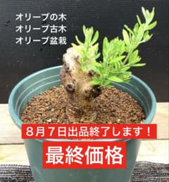 オリーブ古木 オリーブの木 オリーブ盆栽 ガーデニング 園芸W-775