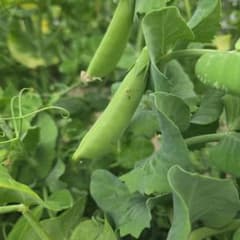 北海道産　訳ありスナップエンドウ 500gのサムネイル