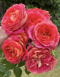 バラ苗 薔薇 挿し木苗 四季咲き 初心者向き オレンジ 赤 ピンクのサムネイル