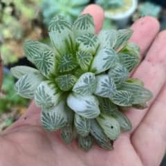 し*♡様 ハオルチア　ピリフェラ錦のサムネイル