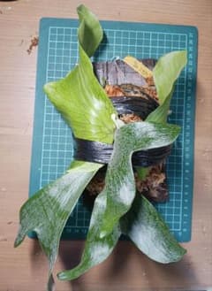 ビカクシダ(ステマリア板付け) 中型のサムネイル