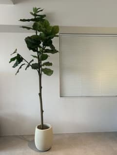 手渡しで値下げします！※人工観葉植物 ウンベラータ 180cm - メルカリ