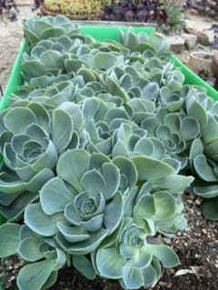 多肉植物 七福神　おまけつき⑩のサムネイル
