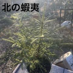 赤蝦夷松 苗木 80センチ未満 クリスマスツリーに - メルカリ