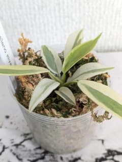 レア】フィロデンドロン レラノミヤノ 斑入り - メルカリ