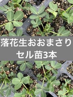 【セル苗】落花生おおまさり苗3本のサムネイル