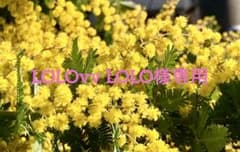 LOLOvv LOLO様専用のサムネイル